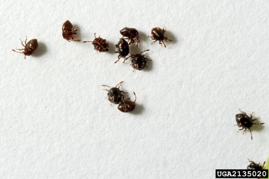 red shouldered stink bug, Thyanta custator custator (Hemiptera: Pentatomidae) - 2135020