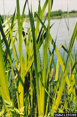 American sweetflag, Acorus calamus  (Arales: Acoraceae) - 2135048