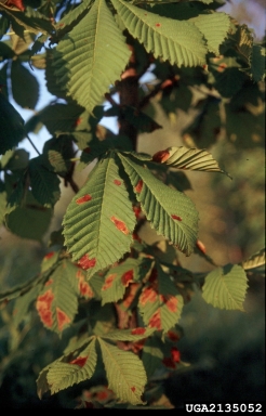 common horse chestnut, Aesculus hippocastanum  (Sapindales: Hippocastanaceae) - 2135052