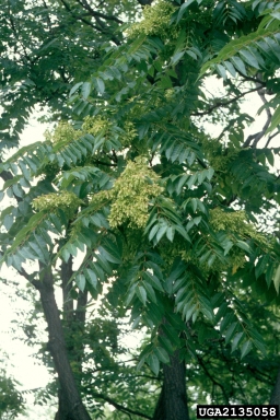 tree-of-heaven, Ailanthus altissima  (Sapindales: Simaroubaceae) - 2135058