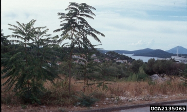 tree-of-heaven, Ailanthus altissima  (Sapindales: Simaroubaceae) - 2135065