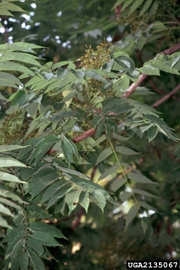 tree-of-heaven, Ailanthus altissima  (Sapindales: Simaroubaceae) - 2135067
