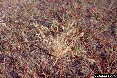 annual vernalgrass, Anthoxanthum aristatum  (Cyperales: Poaceae) - 2135076