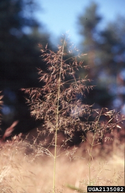 silky windgrass, Apera spica-venti  (Cyperales: Poaceae) - 2135082