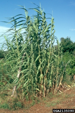 giant reed, Arundo donax  (Cyperales: Poaceae) - 2135090