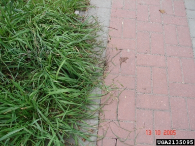 California brome, Bromus carinatus  (Cyperales: Poaceae) - 2135095