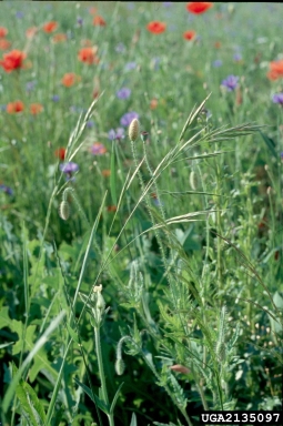 California brome, Bromus carinatus  (Cyperales: Poaceae) - 2135097