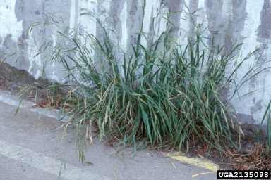California brome, Bromus carinatus  (Cyperales: Poaceae) - 2135098