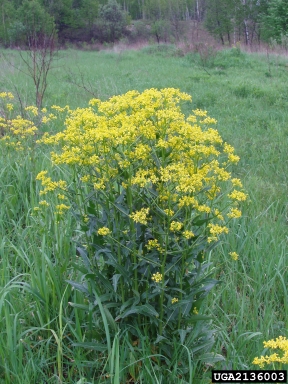 Hill mustard, Bunias orientalis  (Capparales: Brassicaceae) - 2136003