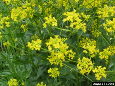 Hill mustard, Bunias orientalis  (Capparales: Brassicaceae) - 2136004