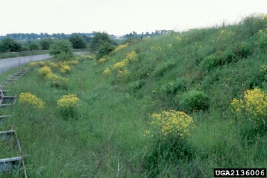 Hill mustard, Bunias orientalis  (Capparales: Brassicaceae) - 2136006