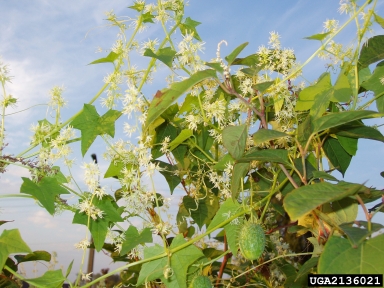 wild cucumber, Echinocystis lobata  (Violales: Cucurbitaceae) - 2136021