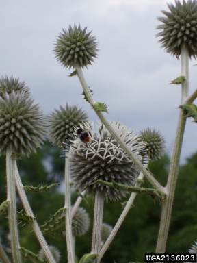 great globethistle, Echinops sphaerocephalus  (Asterales: Asteraceae) - 2136023