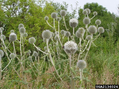 great globethistle, Echinops sphaerocephalus  (Asterales: Asteraceae) - 2136024