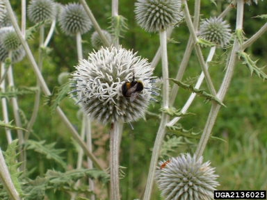 great globethistle, Echinops sphaerocephalus  (Asterales: Asteraceae) - 2136025
