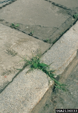 little lovegrass, Eragrostis minor  (Cyperales: Poaceae) - 2136033