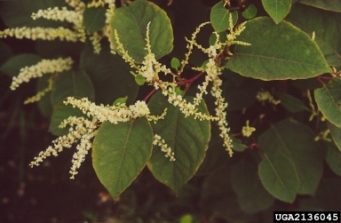 Japanese knotweed, Fallopia japonica  (Polygonales: Polygonaceae) - 2136045