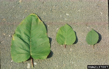 knotweed, Polygonum spp.  (Polygonales: Polygonaceae) - 2137007
