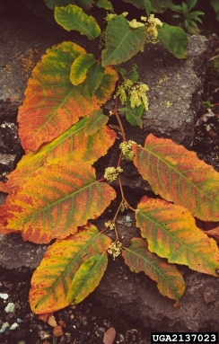 Sakhalin knotweed, Fallopia sachalinensis  (Polygonales: Polygonaceae) - 2137023