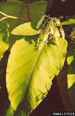 Sakhalin knotweed, Fallopia sachalinensis  (Polygonales: Polygonaceae) - 2137039
