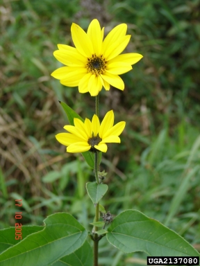 Jerusalem artichoke, Helianthus tuberosus  (Asterales: Asteraceae) - 2137080