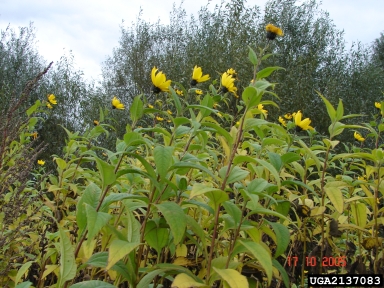 Jerusalem artichoke, Helianthus tuberosus  (Asterales: Asteraceae) - 2137083
