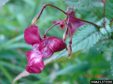 ornamental jewelweed, Impatiens glandulifera  (Geraniales: Balsaminaceae) - 2137096