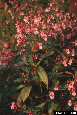 ornamental jewelweed, Impatiens glandulifera  (Geraniales: Balsaminaceae) - 2138008