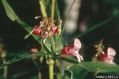 ornamental jewelweed, Impatiens glandulifera  (Geraniales: Balsaminaceae) - 2138012