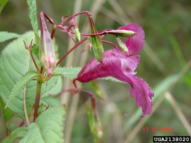 ornamental jewelweed, Impatiens glandulifera  (Geraniales: Balsaminaceae) - 2138020