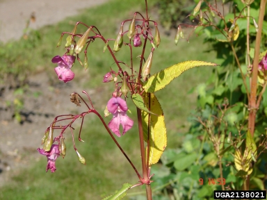 ornamental jewelweed, Impatiens glandulifera  (Geraniales: Balsaminaceae) - 2138021
