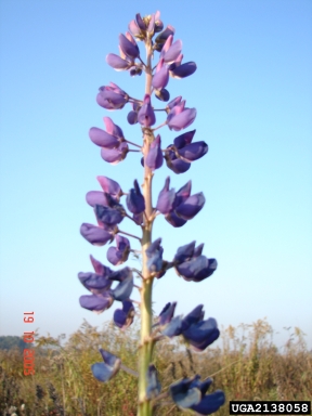 bigleaf lupine, Lupinus polyphyllus  (Fabales: Fabaceae (Leguminosae)) - 2138058
