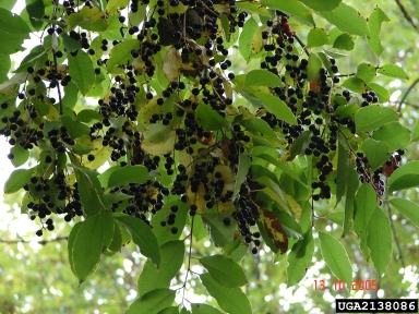 black cherry, Prunus serotina  (Rosales: Rosaceae) - 2138086
