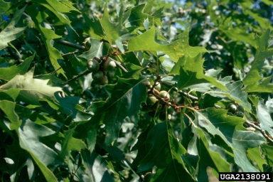 northern red oak, Quercus rubra  (Fagales: Fagaceae) - 2138091