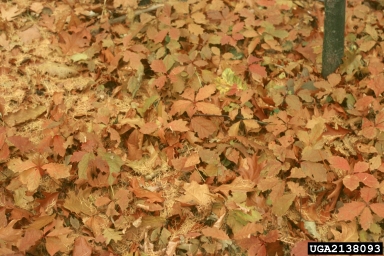 northern red oak, Quercus rubra  (Fagales: Fagaceae) - 2138093