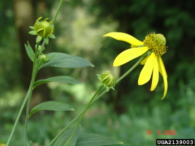 cutleaf coneflower, Rudbeckia laciniata  (Asterales: Asteraceae) - 2139003