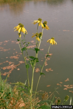 cutleaf coneflower, Rudbeckia laciniata  (Asterales: Asteraceae) - 2139012