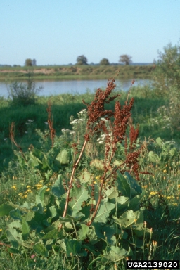 Asiatic dock, Rumex confertus  (Polygonales: Polygonaceae) - 2139020