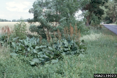 Asiatic dock, Rumex confertus  (Polygonales: Polygonaceae) - 2139023