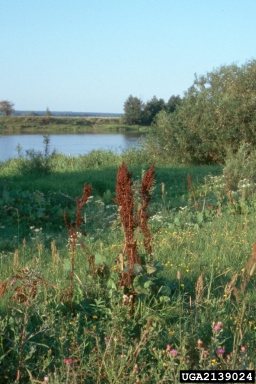 Asiatic dock, Rumex confertus  (Polygonales: Polygonaceae) - 2139024