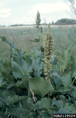 Asiatic dock, Rumex confertus  (Polygonales: Polygonaceae) - 2139026