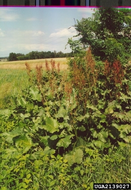 Asiatic dock, Rumex confertus  (Polygonales: Polygonaceae) - 2139027