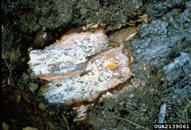 Armillaria root rots, Armillaria spp.  (Agaricales: Marasmiaceae) - 2139061