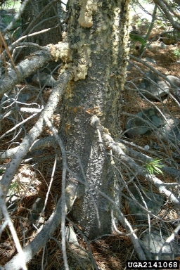 cone worms (Dioryctria spp. ) on pine (Pinus spp. ) - 2141068