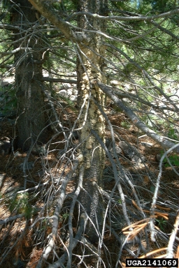 cone worms (Dioryctria spp. ) on pine (Pinus spp. ) - 2141069