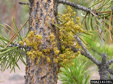 American dwarf mistletoe (Arceuthobium americanum ) on lodgepole pine (Pinus contorta ) - 2141081