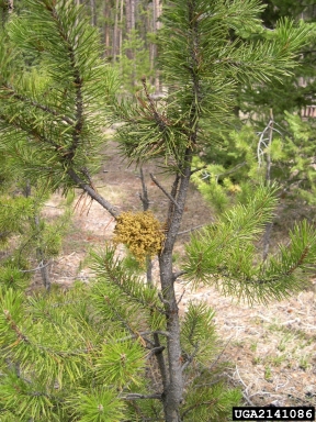 American dwarf mistletoe (Arceuthobium americanum ) on lodgepole pine (Pinus contorta ) - 2141086