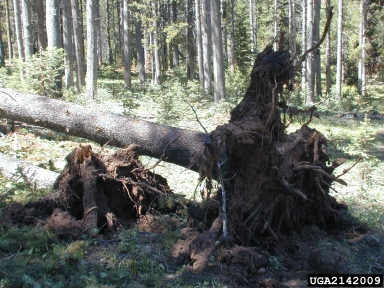 pine engraver (Ips pini ) on lodgepole pine (Pinus contorta ) - 2142009