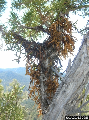 juniper mistletoe (Phoradendron juniperinum ) on Utah juniper (Juniperus osteosperma ) - 2142035