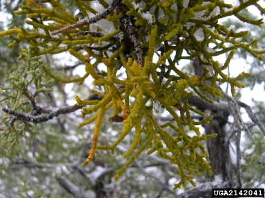 juniper mistletoe (Phoradendron juniperinum ) on Utah juniper (Juniperus osteosperma ) - 2142041